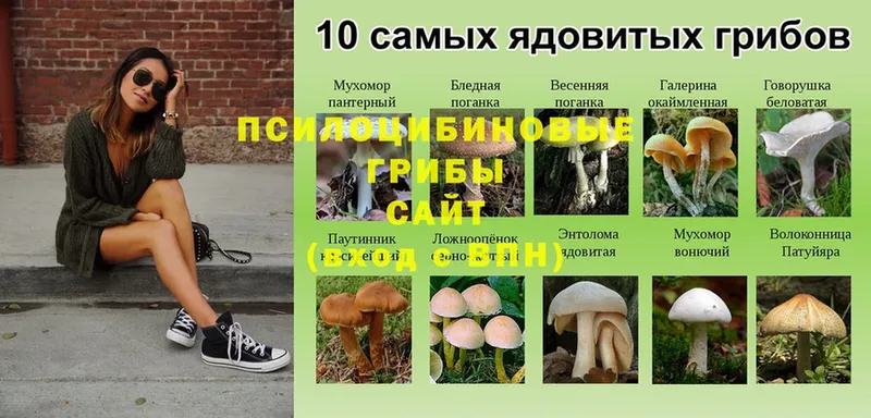 Псилоцибиновые грибы ЛСД  Кологрив 